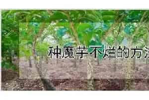 种魔芋不烂的方法