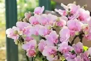 蝴蝶兰花的花语及代表意义?