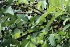 木姜子的功效与作用及食用方法详解