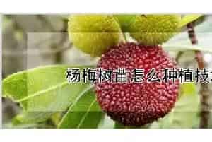 杨梅树苗怎么种植技术