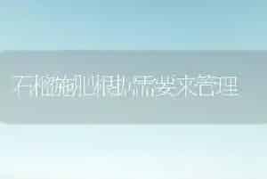 石榴施肥根据需要来管理