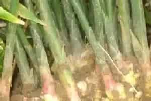 黄姜的功效与作用及食用方法详解