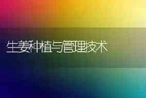 生姜种植与管理技术