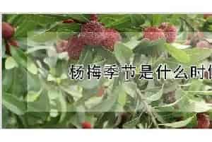 杨梅季节是什么时候
