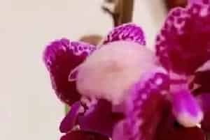 蝴蝶兰不开花怎么办?蝴蝶兰不开花原因与处理方法