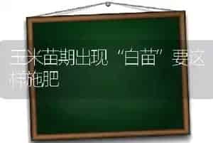 玉米苗期出现“白苗”要这样施肥