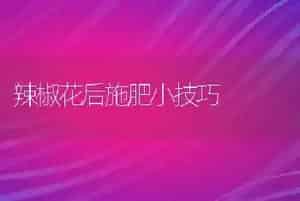 辣椒花后施肥小技巧