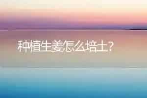 种植生姜怎么培土?