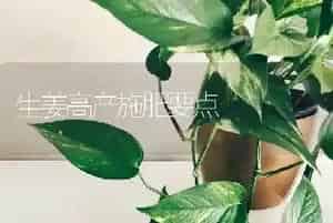 生姜高产施肥要点