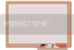 种植蝴蝶兰有妙招