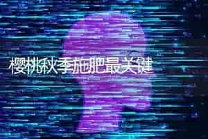 樱桃秋季施肥最关键
