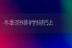 冬季茶树科学施肥法
