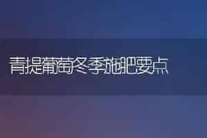 青提葡萄冬季施肥要点