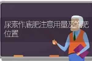 尿素作底肥注意用量及施肥位置