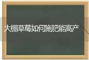 大棚草莓如何施肥能高产