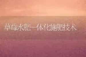 草莓水肥一体化施肥技术