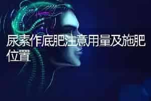 尿素作底肥注意用量及施肥位置
