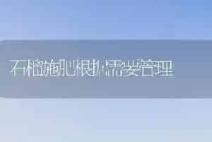 石榴施肥根据需要管理