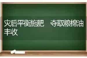 灾后平衡施肥 夺取粮棉油丰收