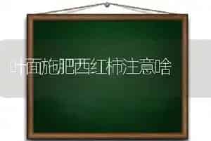 叶面施肥西红柿注意啥