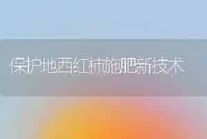 保护地西红柿施肥新技术