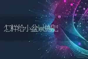 怎样给小盆景施肥