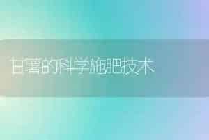 甘薯的科学施肥技术
