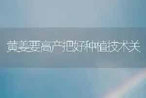 黄姜要高产把好种植技术关