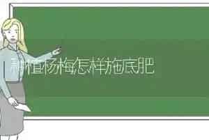 种植杨梅怎样施底肥