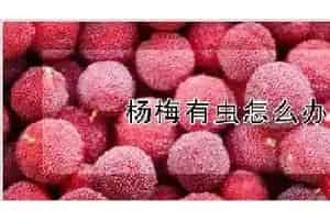 杨梅有虫怎么办