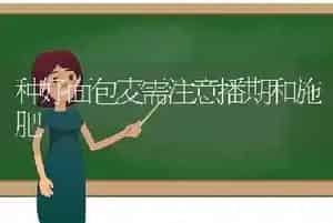 种好面包麦需注意播期和施肥