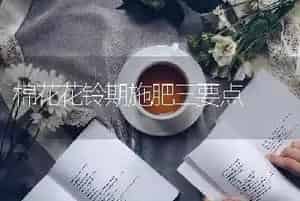 棉花花铃期施肥三要点