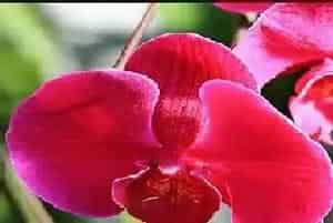 蝴蝶兰几点钟开花?