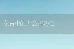 菜青虫的无公害防治