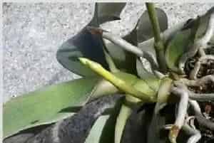 蝴蝶兰根部腐烂怎么办