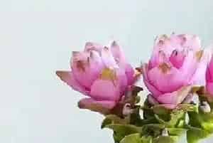 姜荷花四季开花吗?