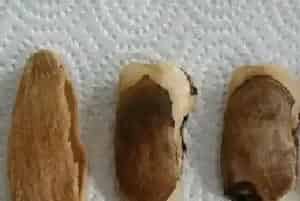 芒果核有毒吗,吃芒果里面的核对人体什么作用?