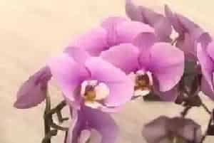蝴蝶兰几点开花时间,开花季节和特点?