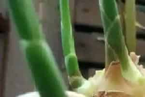 生姜的茎杆有什么作用,生姜根茎的功效与作用?