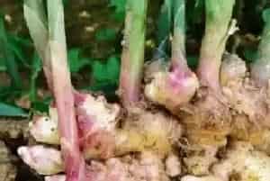 姜发芽了可以吃吗?姜发芽了的功效与作用