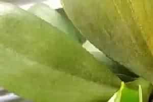 蝴蝶兰烂心怎么办?蝴蝶兰烂心原因与处理方法