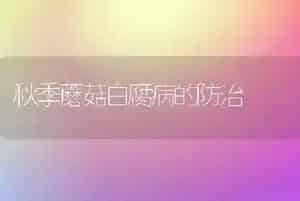 秋季蘑菇白腐病的防治