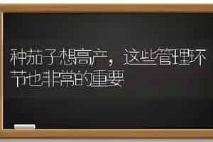 种茄子想高产,这些管理环节也非常的重要