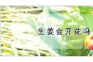 生姜会开花吗