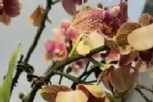 蝴蝶兰烂叶子原因及处理方法?