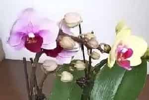 蝴蝶兰多久能开花?