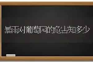 暴雨对葡萄园的危害知多少