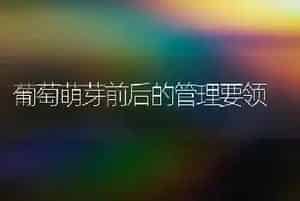 葡萄萌芽前后的管理要领