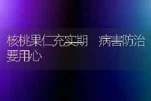 核桃果仁充实期 病害防治要用心