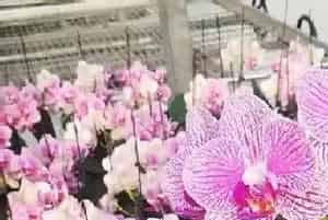 蝴蝶兰几月份开花?蝴蝶兰的功效与作用